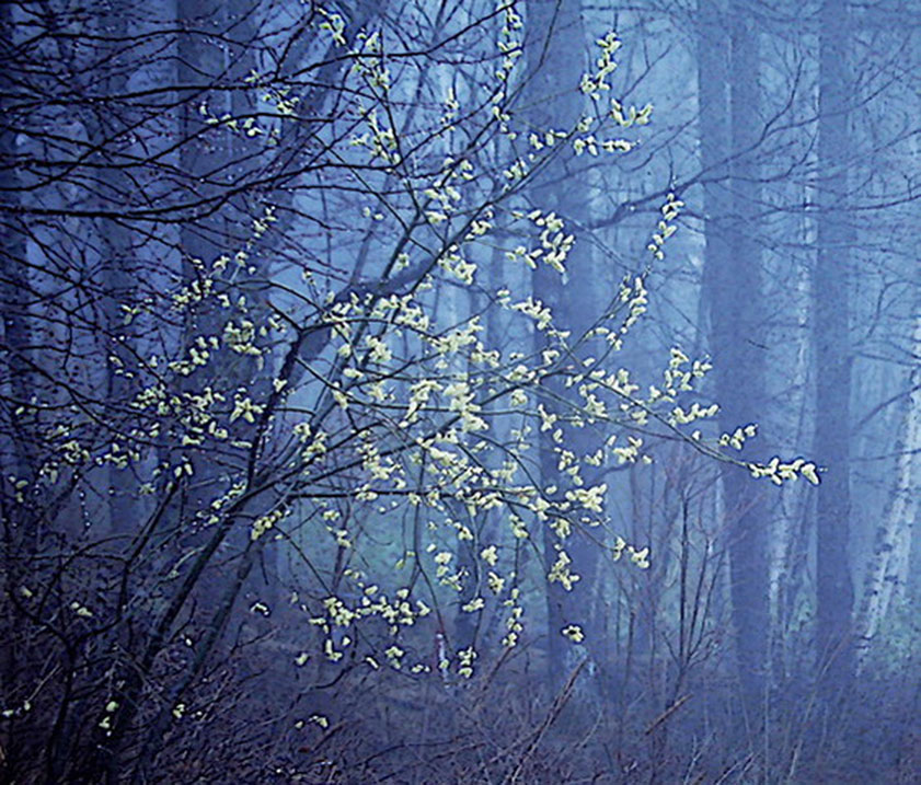 霧林に咲く