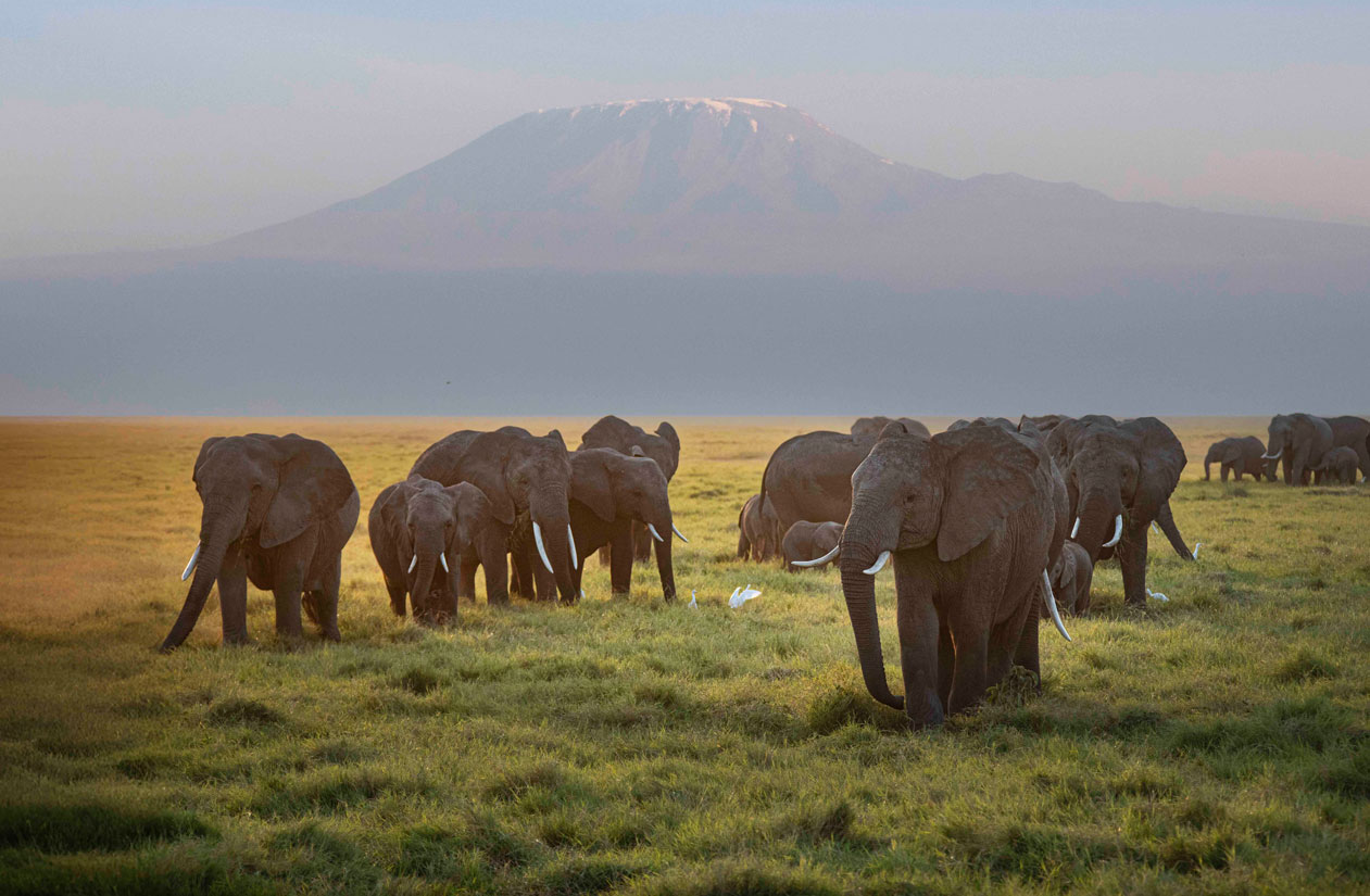 サバンナの夕景
