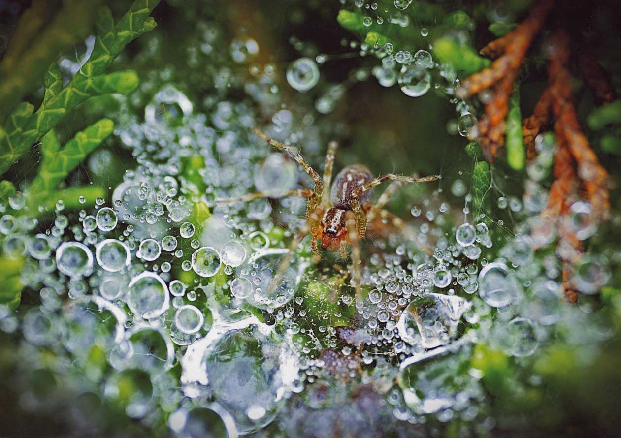 水窟の番人